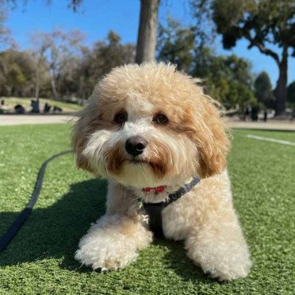 cavachon in Pasadena, California