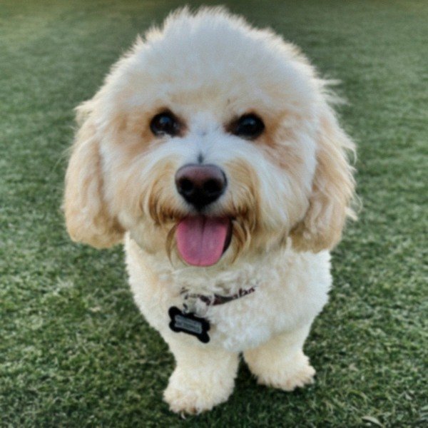 cavachon in Peoria, Arizona