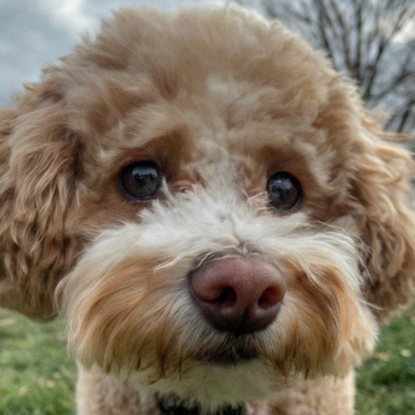 cavachon in Philadelphia, Pennsylvania