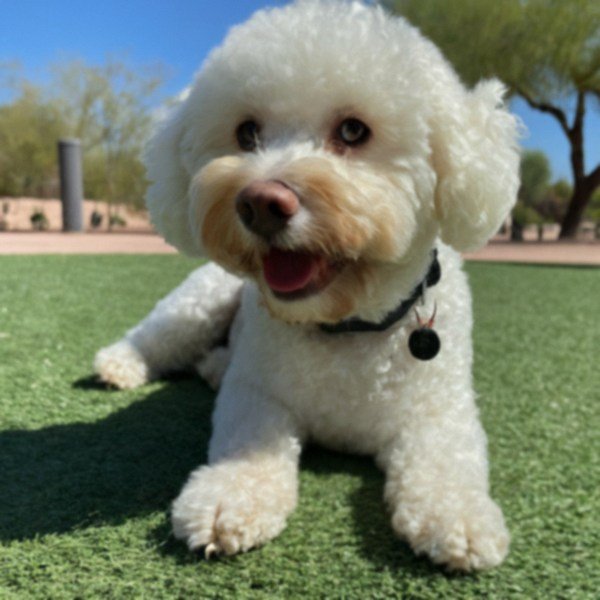 cavachon in Phoenix, Arizona