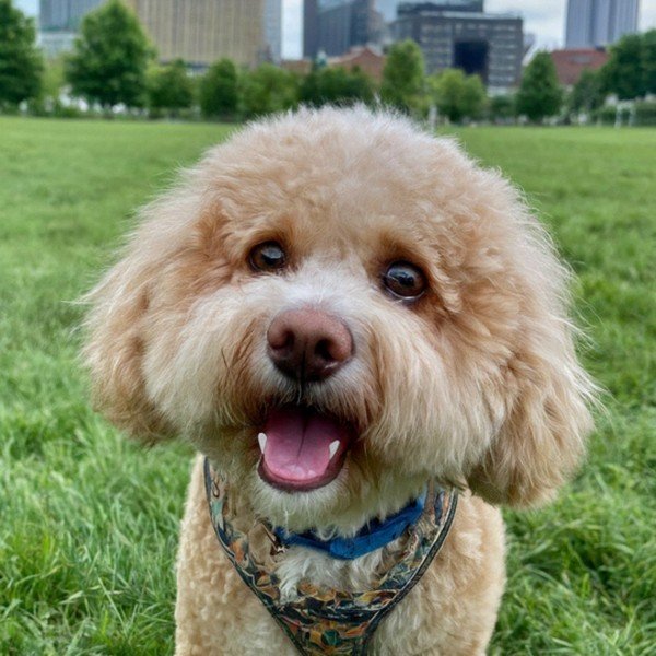 cavachon in Pittsburgh, Pennsylvania