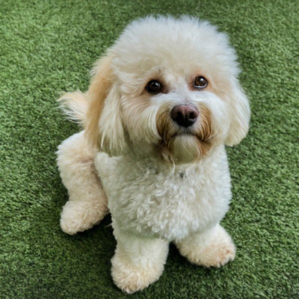 cavachon in Pomona, California