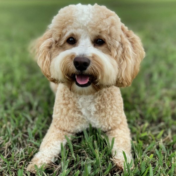 cavachon in Port St. Lucie, Florida