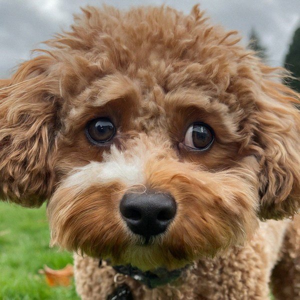 cavachon in Portland, Oregon