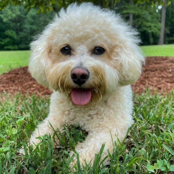 cavachon in Raleigh, North Carolina