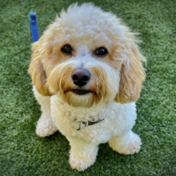 cavachon in Reno, Nevada