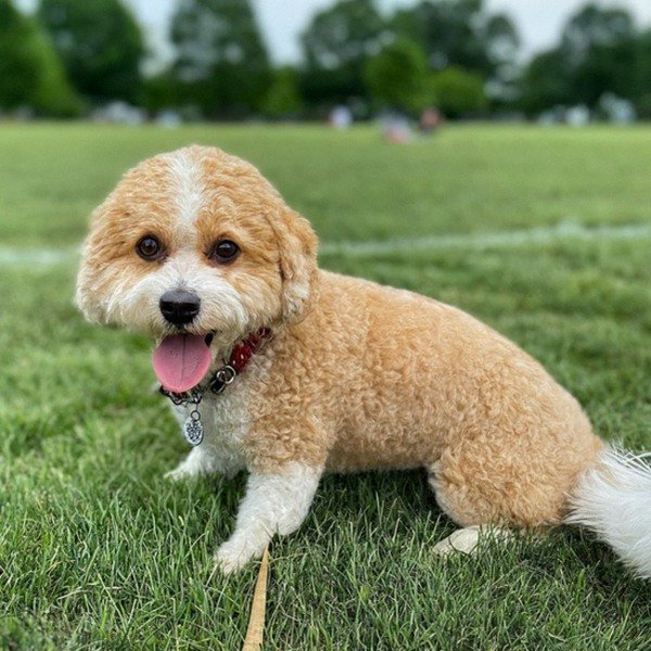 cavachon in Richmond, Virginia