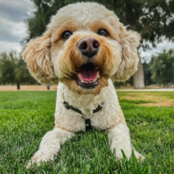cavachon in Riverside, California