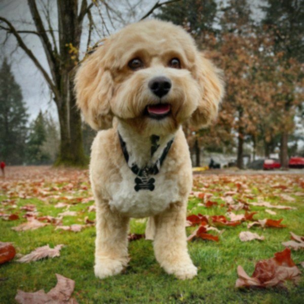 cavachon in Salem, Oregon