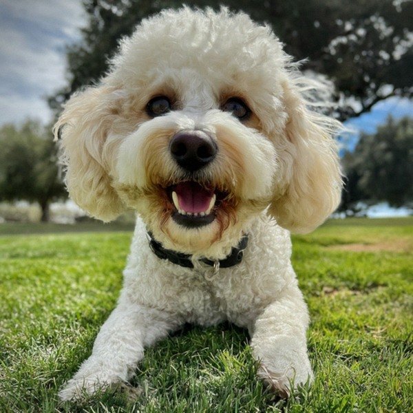 cavachon in Salinas, California