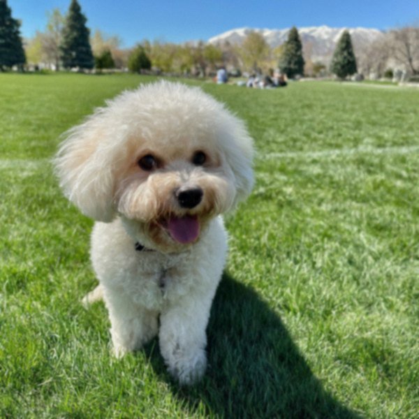 cavachon in Salt Lake City, Utah