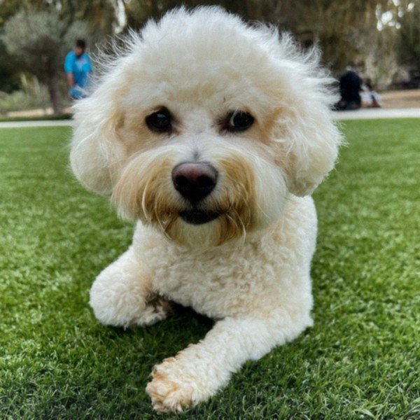 cavachon in San Bernardino, California