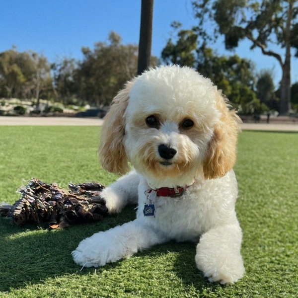 cavachon in San Diego, California