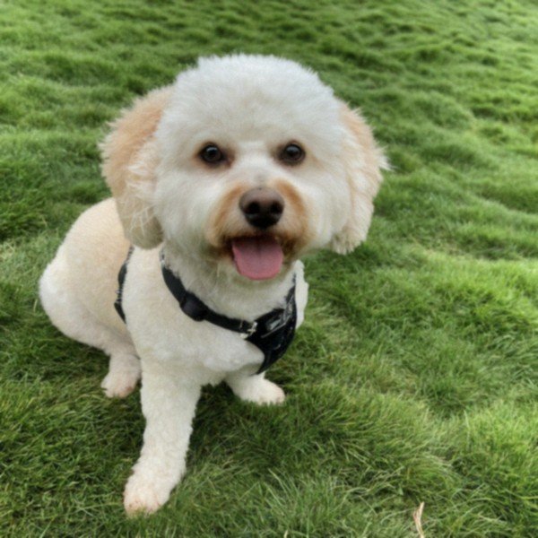 cavachon in San Francisco, California