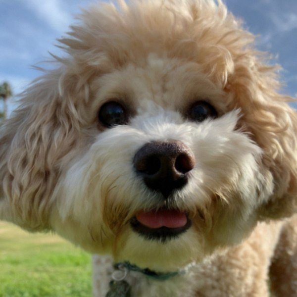 cavachon in Santa Clarita, California