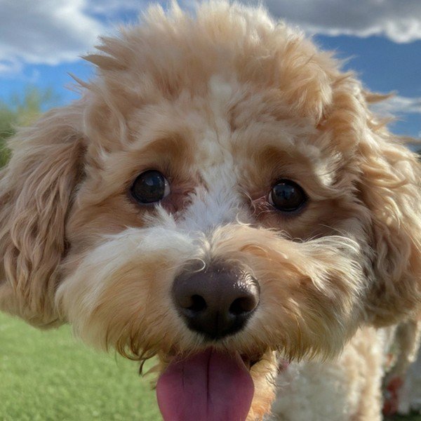 cavachon in Scottsdale, Arizona