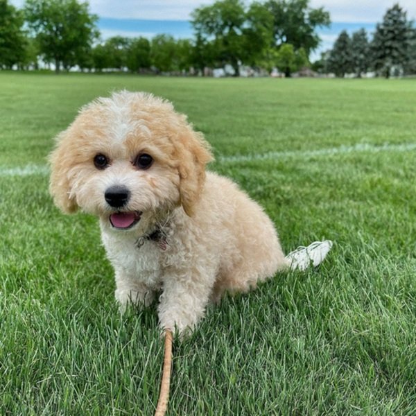 cavachon in Sioux Falls, South Dakota