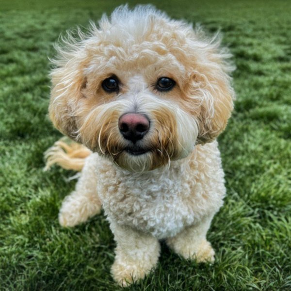 cavachon in Spokane, Washington