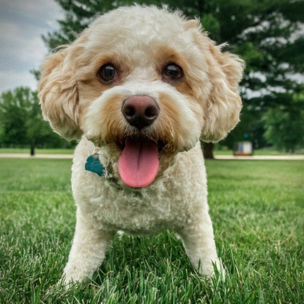 cavachon in St. Louis, Missouri