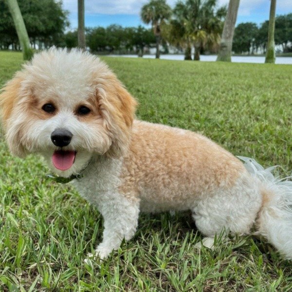 cavachon in St. Petersburg, Florida