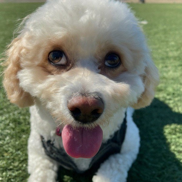 cavachon in Stockton, California