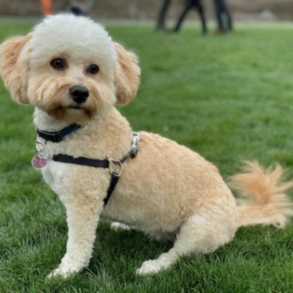 cavachon in Tacoma, Washington