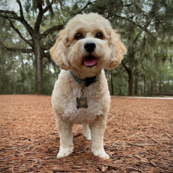 cavachon in Tallahassee, Florida