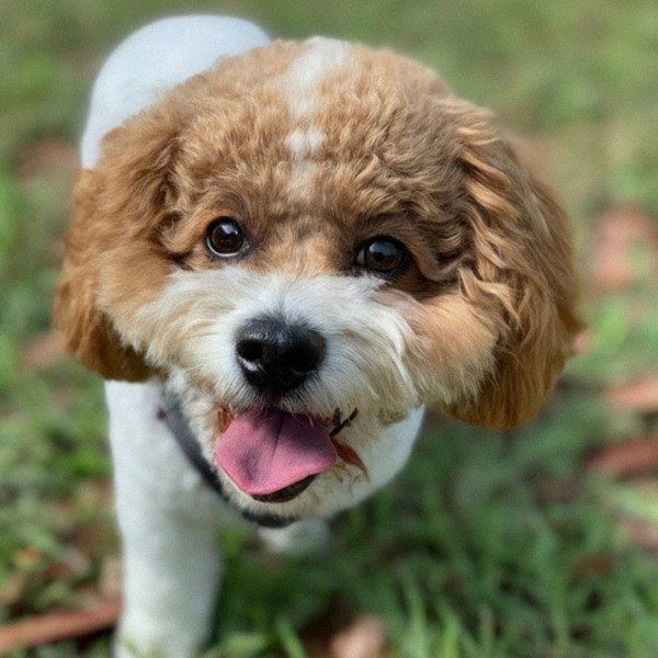 cavachon in Tampa, Florida