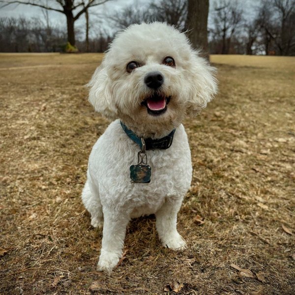 cavachon in Toledo, Ohio