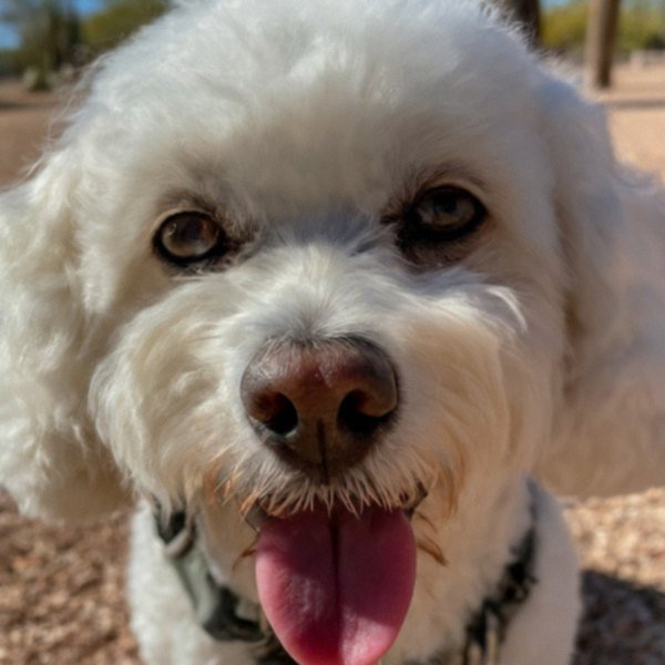 cavachon in Tucson, Arizona