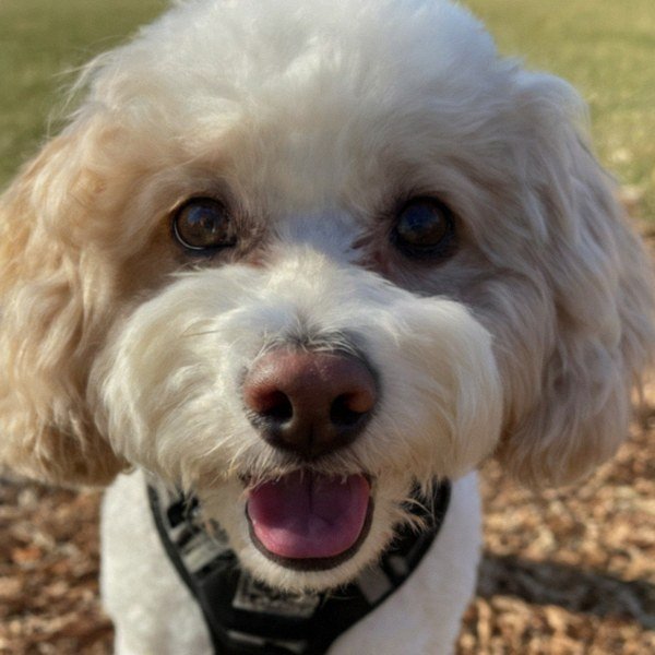 cavachon in Tulsa, Oklahoma