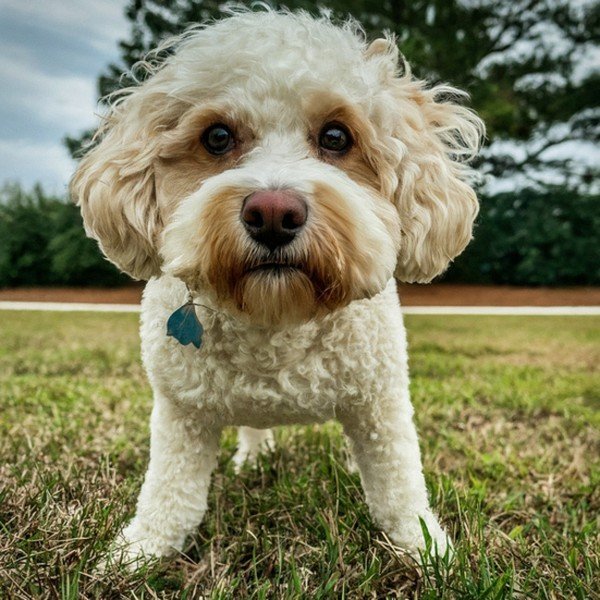 cavachon in Virginia Beach, Virginia