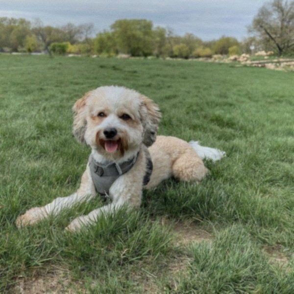 cavachon in Wichita, Kansas