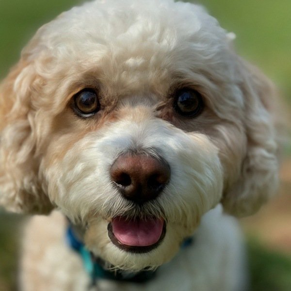 cavachon in Winston–Salem, North Carolina