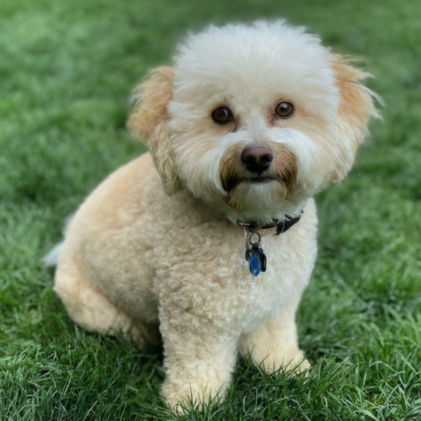 cavachon in Yonkers, New York