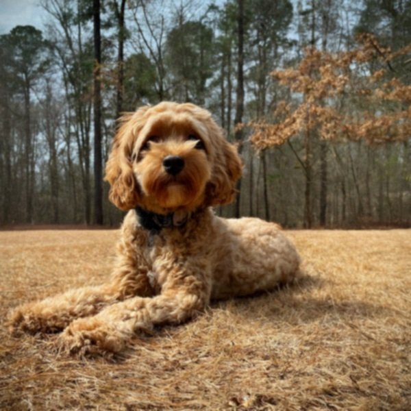 cavapoo in Atlanta, Georgia