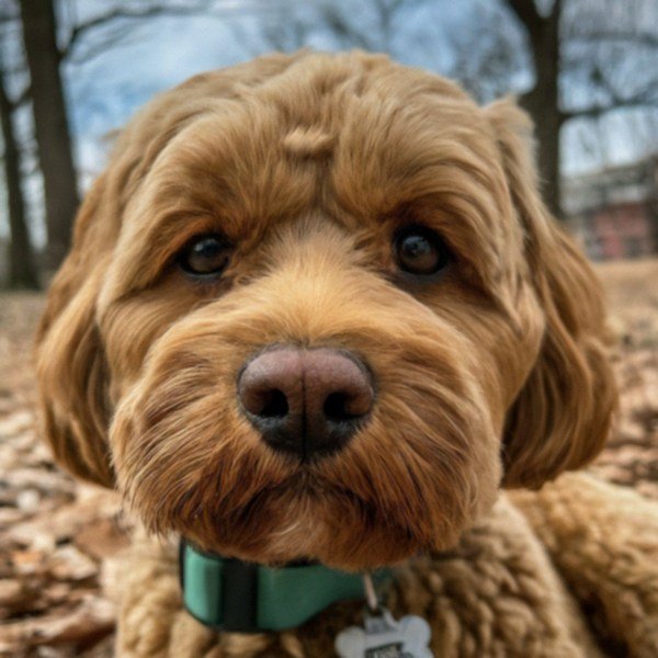 cavapoo in Baltimore, Maryland