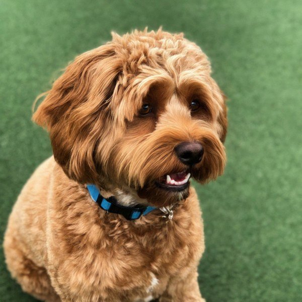 cavapoo in Chandler, Arizona