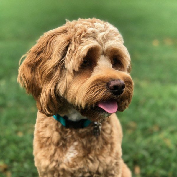cavapoo in Charlotte, North Carolina