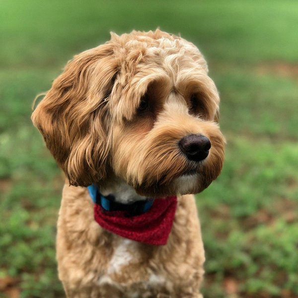 cavapoo in Columbus, Georgia