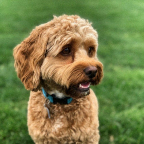 cavapoo in Detroit, Michigan