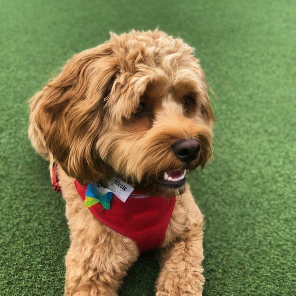 cavapoo in Honolulu, Hawaii