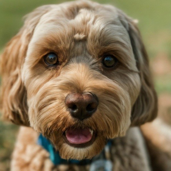 cavapoo in Huntsville, Alabama