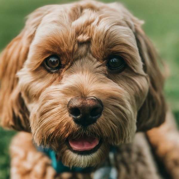 cavapoo in Indianapolis, Indiana
