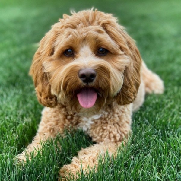 cavapoo in Lincoln, Nebraska