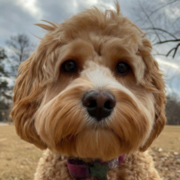 cavapoo in Little Rock, Arkansas