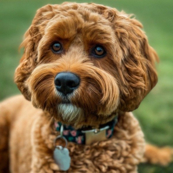 cavapoo in Louisville, Kentucky