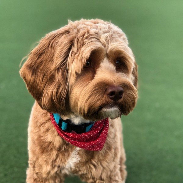 cavapoo in Mesa, Arizona