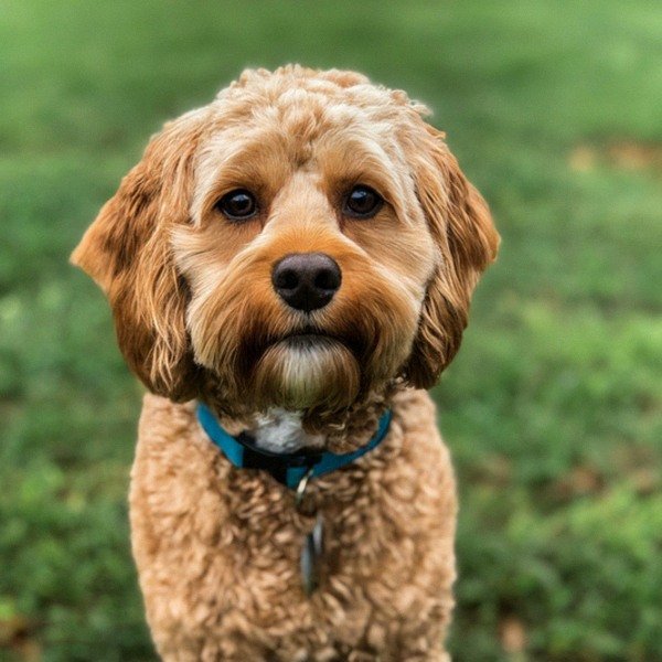 cavapoo in Norfolk, Virginia