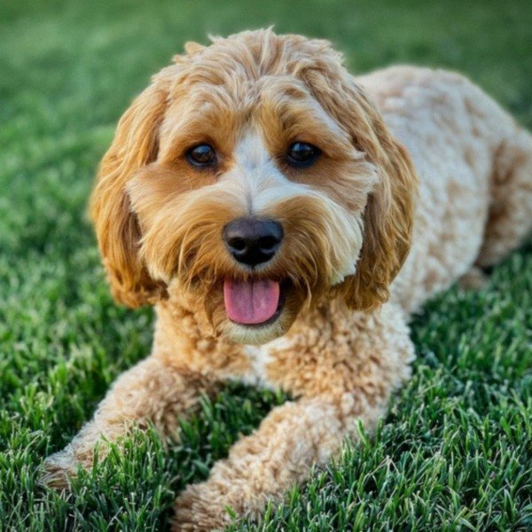 cavapoo in North Las Vegas, Nevada